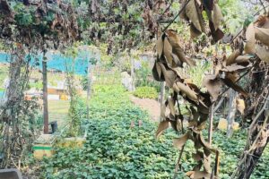 🏡💐💥 Vị trí đắc địa nằm ngay cạnh toà nhà chung cư CBD cao tầng – giâ hiện tại chỉ 16 .5 tỷ 💸😍🔥